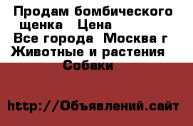 Продам бомбического щенка › Цена ­ 30 000 - Все города, Москва г. Животные и растения » Собаки   